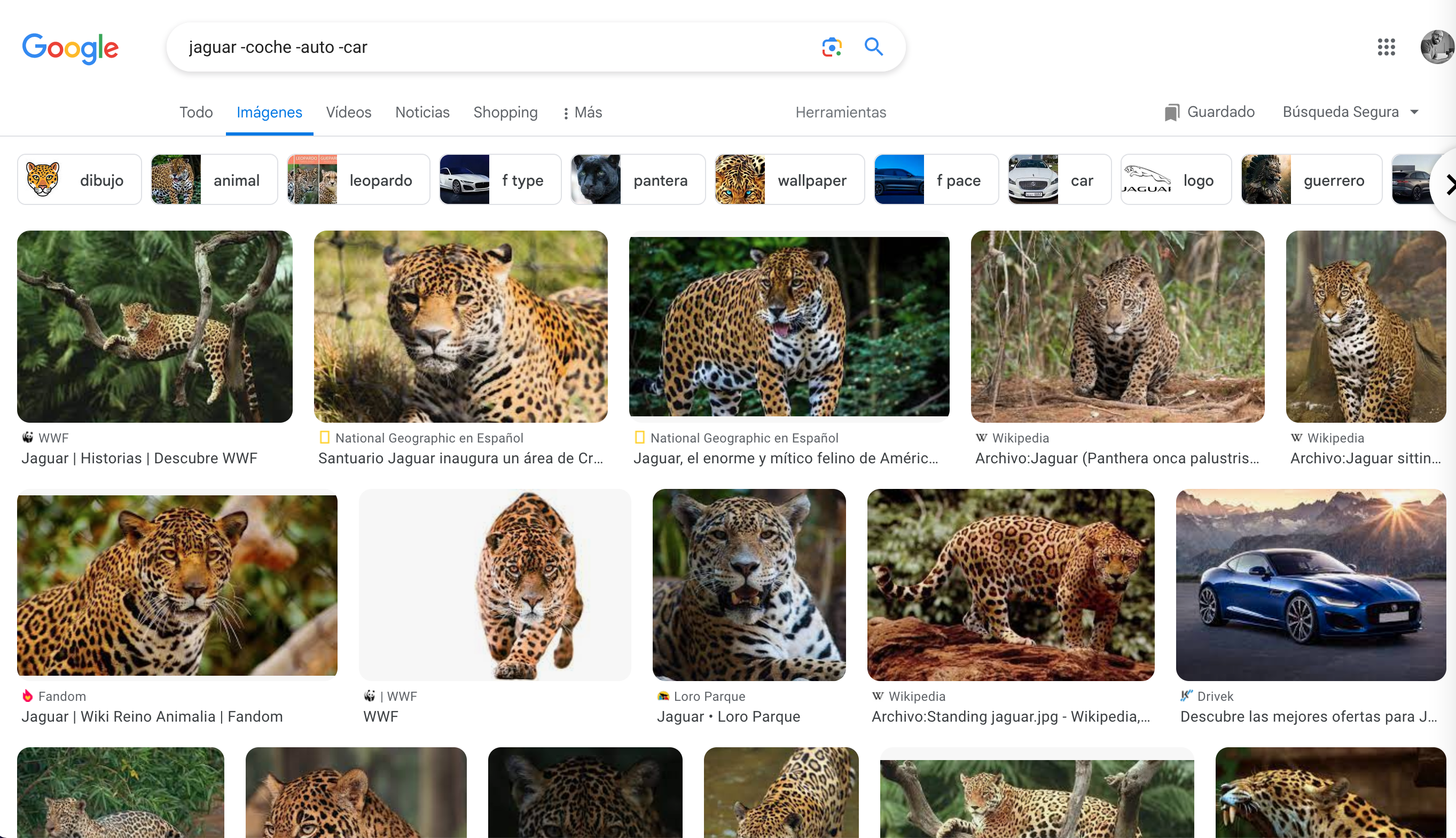 Búsqueda de el animal jaguar